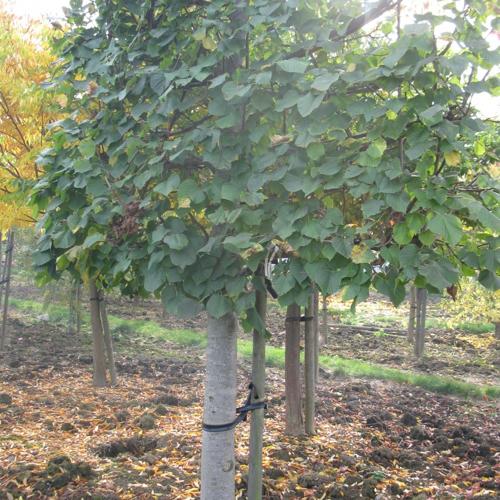 Jardisart - Pépinière - Tilia europea 'Pallida'