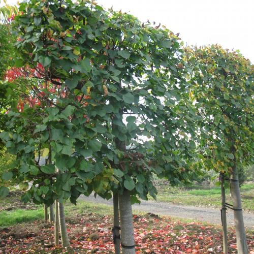 Jardisart - Pépinière - Tilia europea 'Pallida'