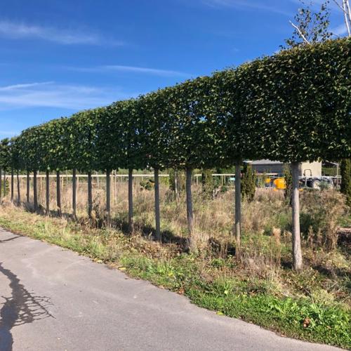 Jardisart - Pépinière - Tilia europea 'Pallida'