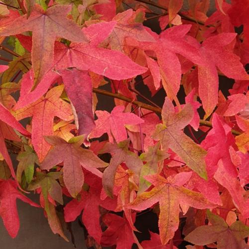 Jardisart - Pépinière - Liquidambar styraciflua palissé