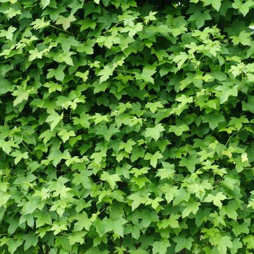 Liquidambar styraciflua palissé