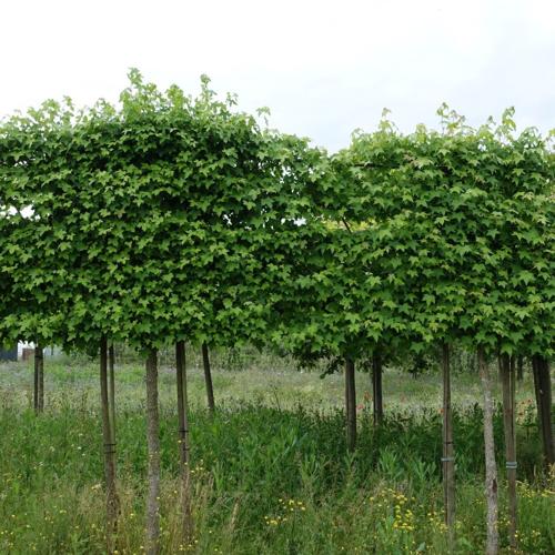 Jardisart - Pépinière - Liquidambar styraciflua palissé