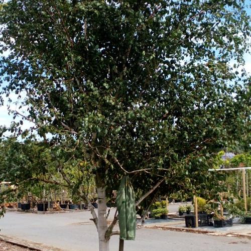 Jardisart - Pépinière - Betulus utilis 'Jacquemontii'