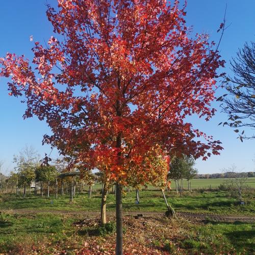 Jardisart - Pépinière - Acer rubrum 'October Glory'