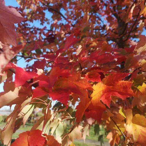 Jardisart - Pépinière - Acer rubrum 'October Glory'