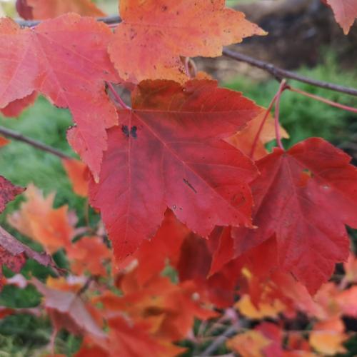 Jardisart - Pépinière - Acer rubrum 'October Glory'