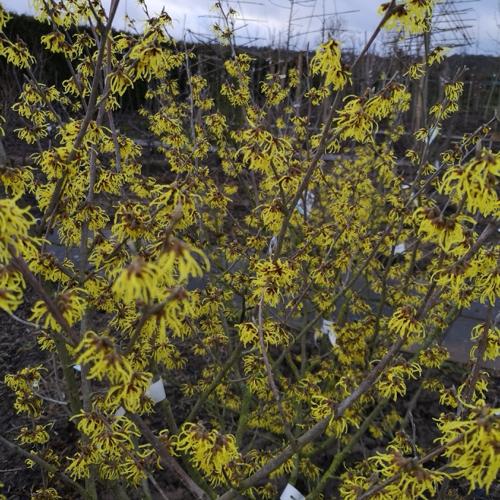 Jardisart - Pépinière - Hamamellis mollis