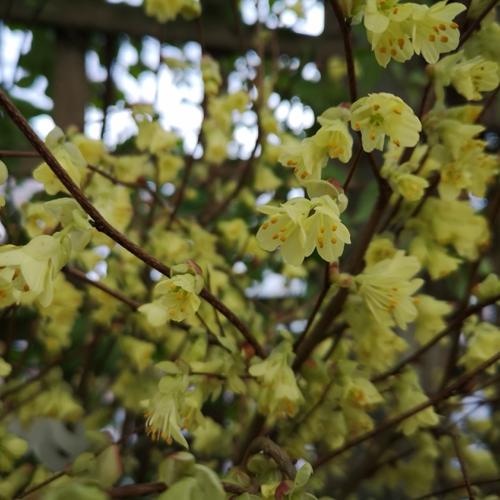 Jardisart - Pépinière - Corylopsis pauciflora