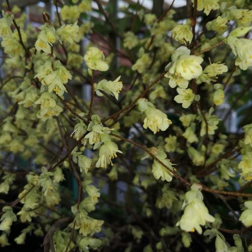 Jardisart - Pépinière - Corylopsis pauciflora