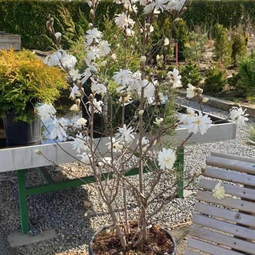 Jardisart - Pépinière - Magnolia stellata