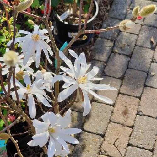 Jardisart - Pépinière - Magnolia stellata