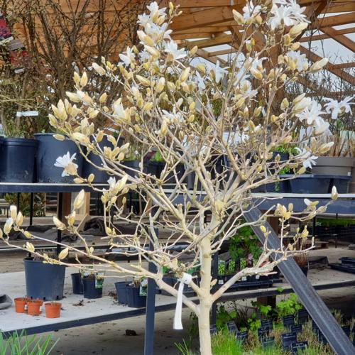 Jardisart - Pépinière - Magnolia stellata