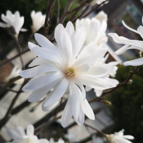 Jardisart - Pépinière - Magnolia stellata