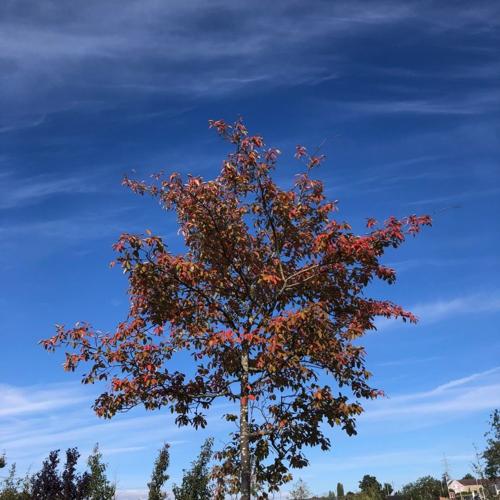 Jardisart - Pépinière - Amelanchier lamarckii