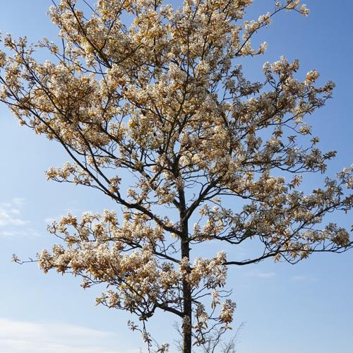 Jardisart - Pépinière - Amelanchier lamarckii