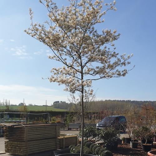 Jardisart - Pépinière - Amelanchier lamarckii