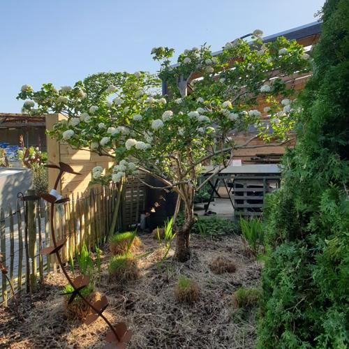 Jardisart - Pépinière - Viburnum carcephalum