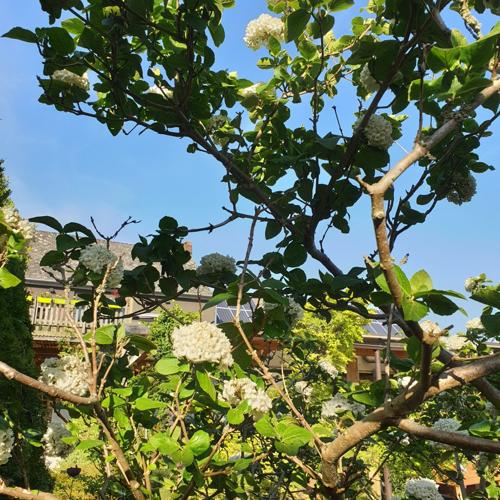 Jardisart - Pépinière - Viburnum carcephalum