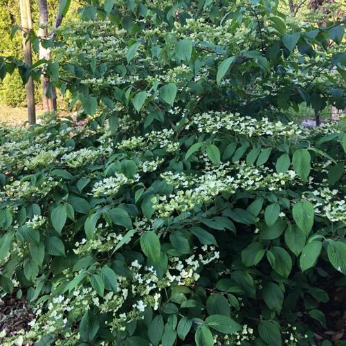 Jardisart - Pépinière - Viburnum plicatum 'Mariesii'