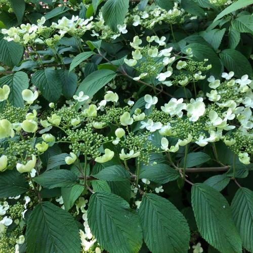 Jardisart - Pépinière - Viburnum plicatum 'Mariesii'