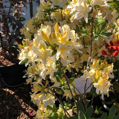 Jardisart - Pépinière - Azalea mollis