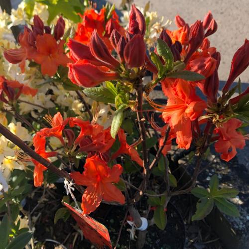 Jardisart - Pépinière - Azalea mollis