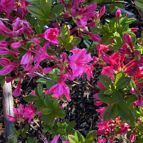 Jardisart - Pépinière - Azalea mollis