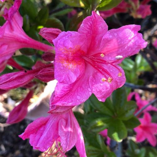 Jardisart - Pépinière - Azalea mollis