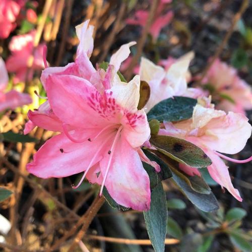 Jardisart - Pépinière - Azalea mollis