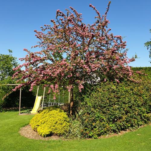 Jardisart - Pépinière - Crataegus laevigata 'Paul's Scarlet'