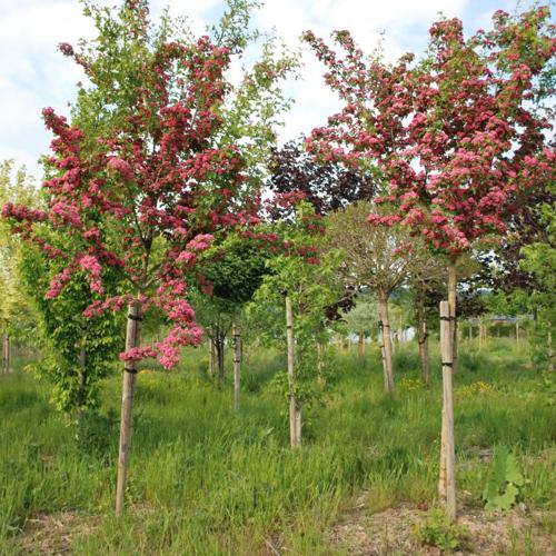 Jardisart - Pépinière - Crataegus laevigata 'Paul's Scarlet'