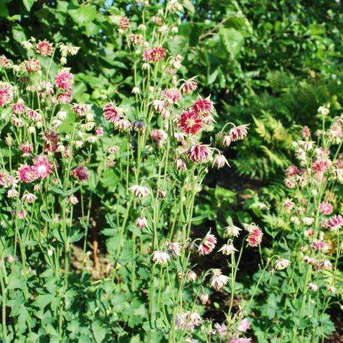 Jardisart - Pépinière - Aquilegia 'Nora Barlow'