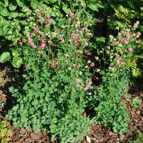 Aquilegia 'Nora Barlow'