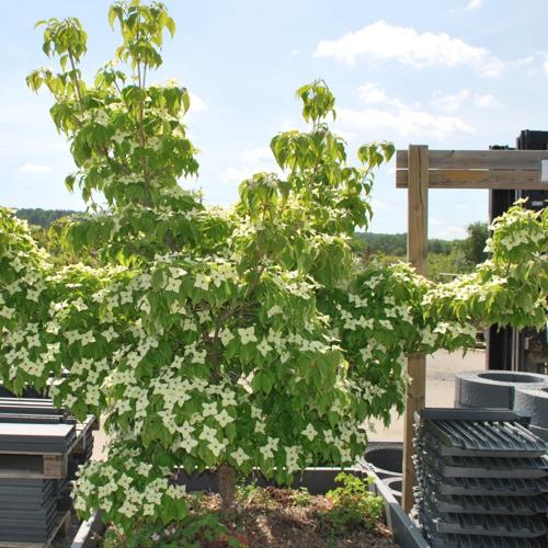 Jardisart - Pépinière - Cornus kousa 'Milky Way'