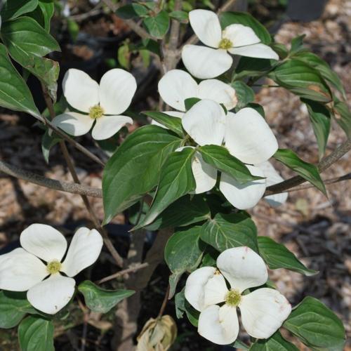 Jardisart - Pépinière - Cornus kousa 'Milky Way'