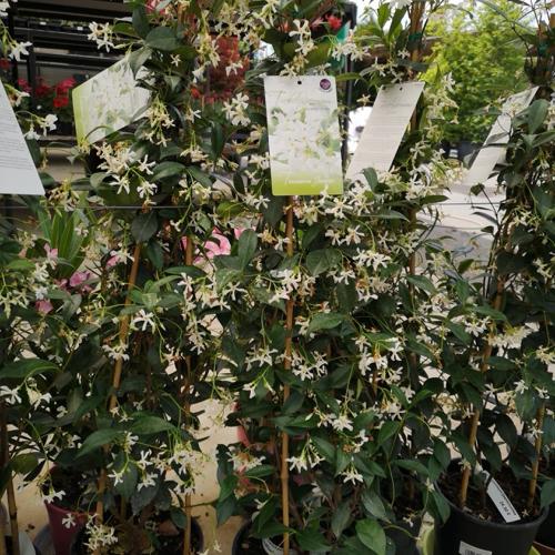 Jardisart - Pépinière - Trachelospermum jasminoides