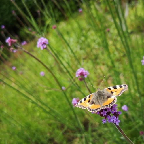 Jardisart - Pépinière - Verbena bonariensis