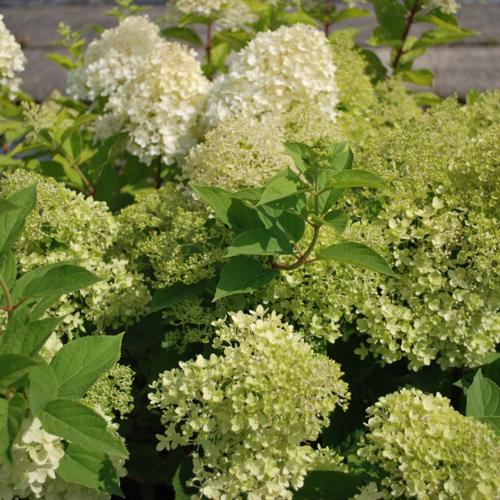 Jardisart - Pépinière - Hydrangea pan. 'Limelight'