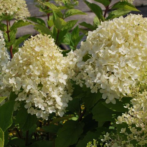 Jardisart - Pépinière - Hydrangea pan. 'Limelight'