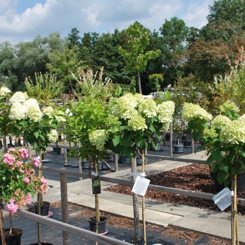 Jardisart - Pépinière - Hydrangea pan. 'Limelight'