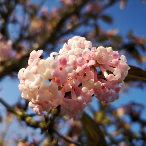 Jardisart - Pépinière - Viburnum bodnantense 'Dawn'