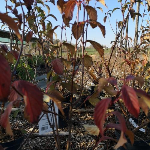 Jardisart - Pépinière - Viburnum bodnantense 'Dawn'