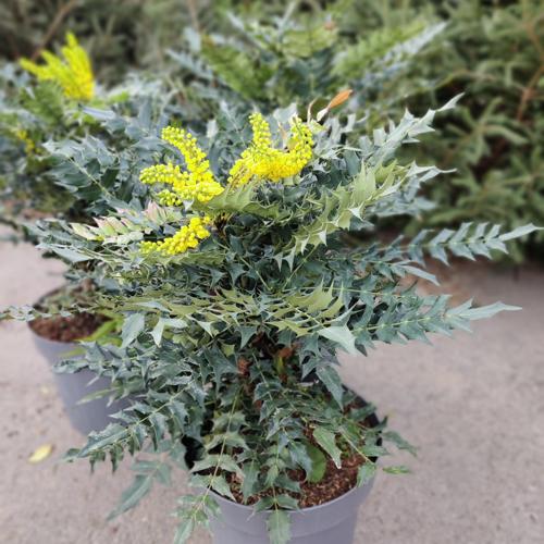 Jardisart - Pépinière - Mahonia x media 'Charity'
