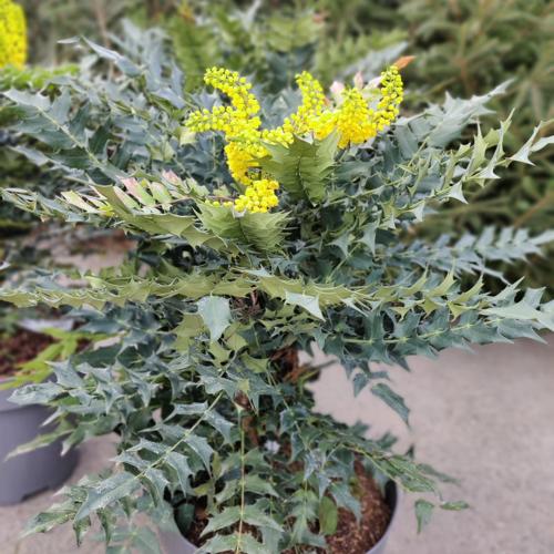Jardisart - Pépinière - Mahonia x media 'Charity'