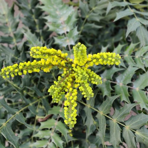 Mahonia x media 'Charity'
