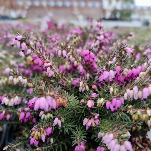 Jardisart - Pépinière - Erica carnea
