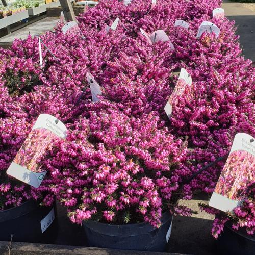 Jardisart - Pépinière - Erica carnea