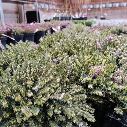 Jardisart - Pépinière - Erica carnea