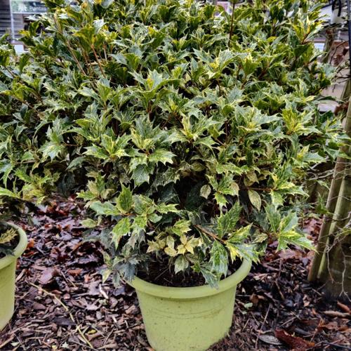 Jardisart - Pépinière - Osmanthus heterophyllus 'Tricolor'