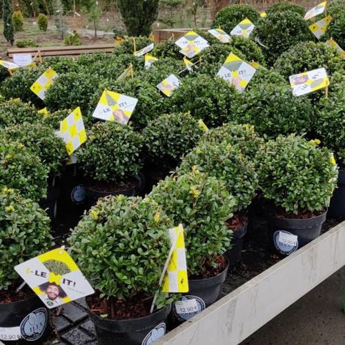 Jardisart - Pépinière - Ilex crenata 'Dark Green'